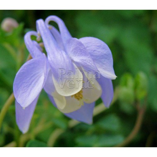 Bloemen-flowers Aquilegia flabellata Mini Star - Akelei