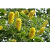 Bloemen-flowers Argyrocytisus battandieri - Pineapple Broom