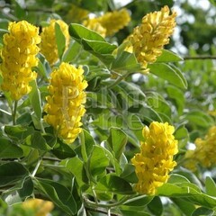 Bloemen-flowers Argyrocytisus battandieri - Genêt ananas