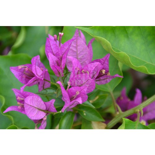 Bloemen-flowers Bougainvillea buttiana Hybrides