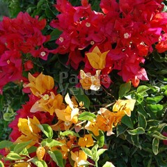 Bloemen-flowers Bougainvillea buttiana Hybrids
