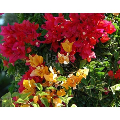 Bloemen-flowers Bougainvillea buttiana Hybrids