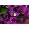 Bloemen-flowers Bougainvillea glabra