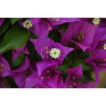 Bloemen-flowers Bougainvillea glabra