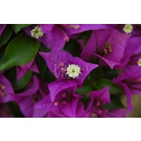 Bloemen-flowers Bougainvillea glabra
