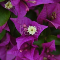 Bloemen-flowers Bougainvillea glabra