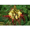 Bloemen-flowers Caesalpinia gilliesii - Paradijsvogelstruik