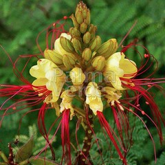 Bloemen-flowers Caesalpinia gilliesii - Paradijsvogelstruik