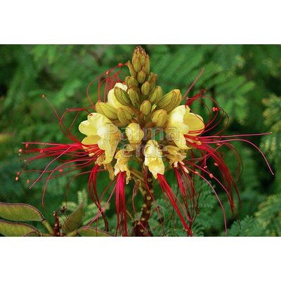 Bloemen-flowers Caesalpinia gilliesii - Paradijsvogelstruik