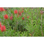 Bloemen-flowers Callistemon citrinus Splendens - Fleur-goupillon