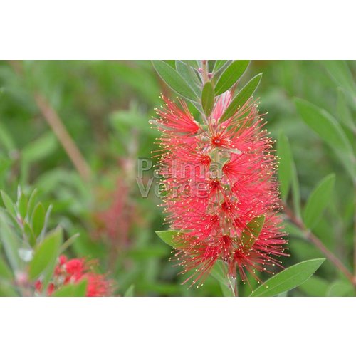 Bloemen-flowers Callistemon citrinus Splendens -Lampenpoetser