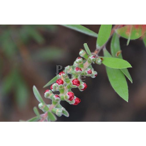 Bloemen-flowers Callistemon citrinus Splendens