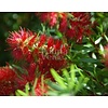 Bloemen-flowers Callistemon citrinus Splendens - Fleur-goupillon