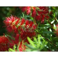 Bloemen-flowers Callistemon citrinus Splendens -Lampenpoetser