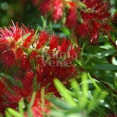 Bloemen-flowers Callistemon citrinus Splendens -Lampenpoetser