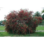 Bloemen-flowers Callistemon citrinus Splendens