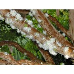 Eetbare tuin-edible garden Myrciaria cauliflora - Jabuticaba - Guapuru - Braziliaanse druivenboom