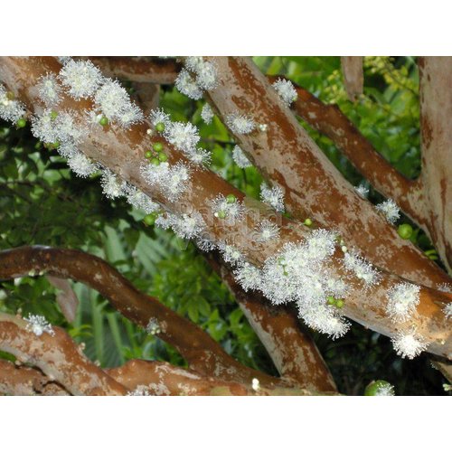 Eetbare tuin-edible garden Myrciaria cauliflora - Jabuticaba - Guapuru - Brazilian grape tree