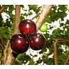 Eetbare tuin-edible garden Myrciaria cauliflora - Jabuticaba - Guapuru - Brazilian grape tree