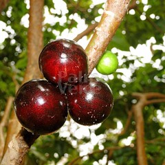 Eetbare tuin-edible garden Myrciaria cauliflora - Jabuticaba - Guapuru - Brazilian grape tree