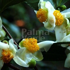Eetbare tuin-edible garden Camellia sinensis - Theeplant - Groene thee - Oolong