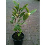 Eetbare tuin-edible garden Camellia sinensis - Tea plant - Green tea - Oolong