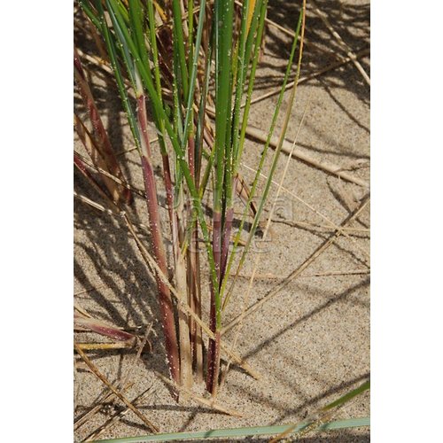 Siergrassen - Ornamental Grasses Ammophilla arenaria - Helmgras