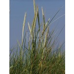 Siergrassen - Ornamental Grasses Ammophilla arenaria