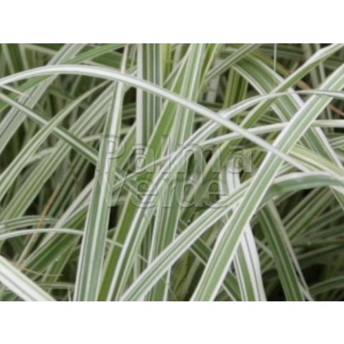 Siergrassen - Ornamental Grasses Arrhenatherum bulbosum Variegatum