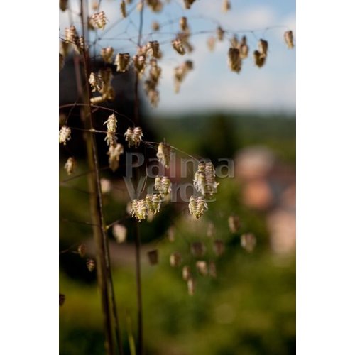 Siergrassen - Ornamental Grasses Briza media - Trilgras - Bevertje