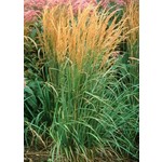 Siergrassen - Ornamental Grasses Calamagrostis x acutiflora Karl Foerster - Struisriet