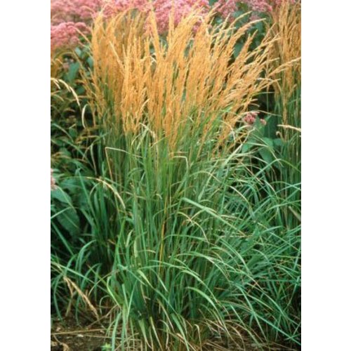 Siergrassen - Ornamental Grasses Calamagrostis x acutiflora Karl Foerster - Struisriet