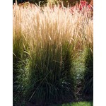 Siergrassen - Ornamental Grasses Calamagrostis x acutiflora Karl Foerster - Struisriet