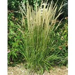 Siergrassen - Ornamental Grasses Calamagrostis x acutiflora Karl Foerster - Struisriet