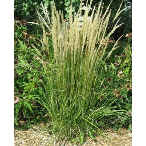 Siergrassen - Ornamental Grasses Calamagrostis x acutiflora Karl Foerster - Struisriet