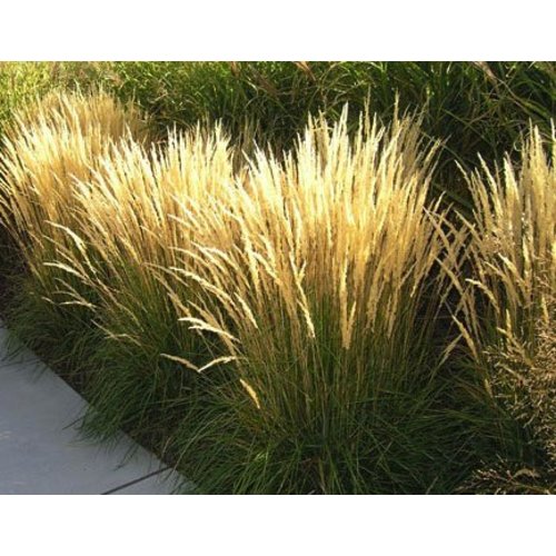 Siergrassen - Ornamental Grasses Calamagrostis x acutiflora Karl Foerster - Struisriet