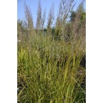 Siergrassen - Ornamental Grasses Calamagrostis brachytricha - Diamantgras