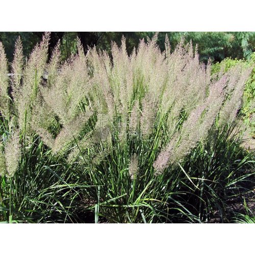 Siergrassen - Ornamental Grasses Calamagrostis brachytricha - Diamantgras