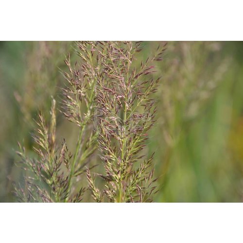 Siergrassen - Ornamental Grasses Calamagrostis brachytricha - Diamantgras