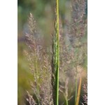 Siergrassen - Ornamental Grasses Calamagrostis brachytricha - Diamantgras