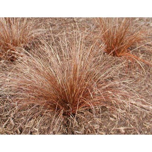 Siergrassen - Ornamental Grasses Carex buchananii - Rode zegge