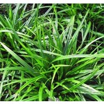 Siergrassen - Ornamental Grasses Carex foliosissima Irish Green - Zegge