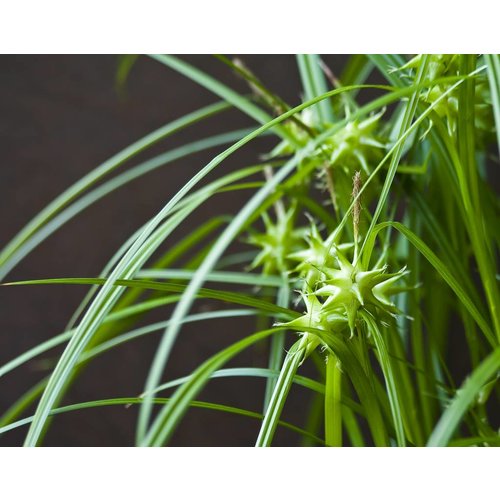 Siergrassen - Ornamental Grasses Carex grayi - Morgensterzegge