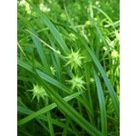 Siergrassen - Ornamental Grasses Carex grayi - Morgensterzegge