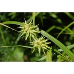 Siergrassen - Ornamental Grasses Carex grayi - Morgensterzegge