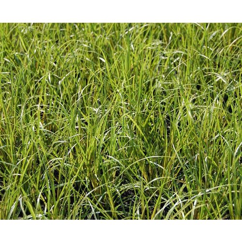 Siergrassen - Ornamental Grasses Carex howardii Phoenix Green