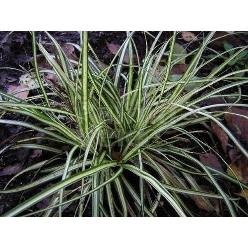 Siergrassen - Ornamental Grasses Carex morrowii Variegata - Zegge