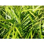 Siergrassen - Ornamental Grasses Carex muskingumensis - Palm zegge