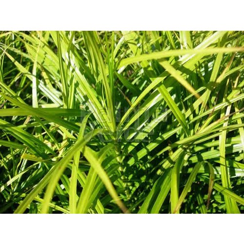 Siergrassen - Ornamental Grasses Carex muskingumensis - Palm zegge