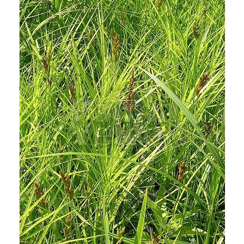 Siergrassen - Ornamental Grasses Carex muskingumensis - Palm zegge